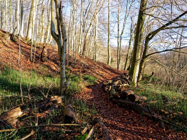 Wanderweg im Tribohmer Bachtal