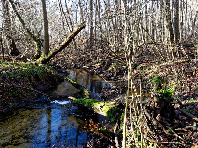 Im Tribohner Bachtal