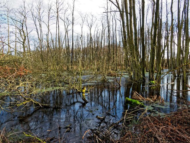Moor im Tribohmer Bachtal