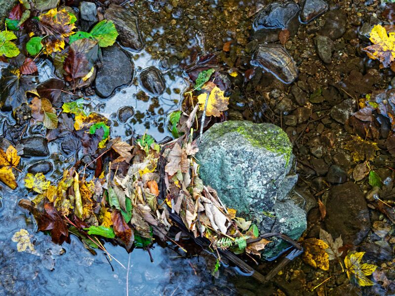 Herbst im Schwarzwald