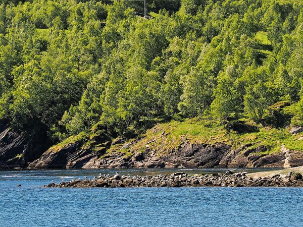 Am Saltfjorden