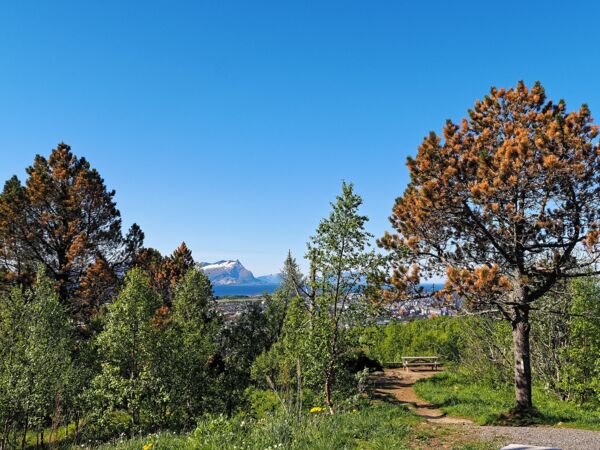 Bodø erreicht