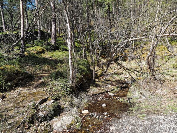 Die Wildnis an der Sjoa