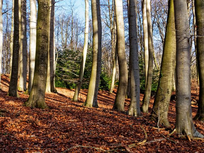 Buchenwald im Tribohmer Bachtal