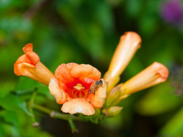 Bad Sülze Dahlienfest