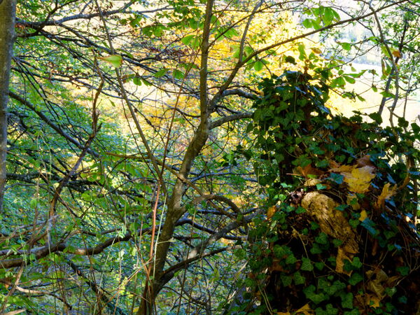 Naturblick