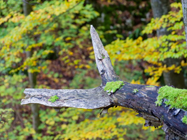 Fantasieblick in der Natur