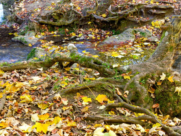 Wilder Wasserlauf