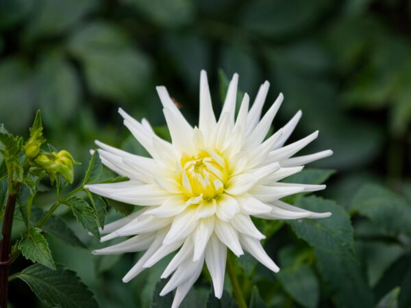 Bad Sülze Dahlienfest