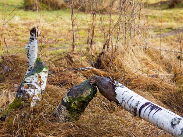 Am Roklanský potok-3.jpg