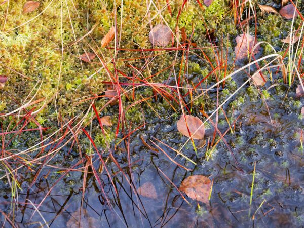 Am Roklanský potok-4.jpg