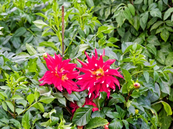 Bad Sülze Dahlienfest