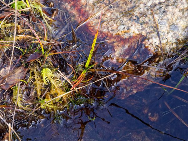 Am Roklanský potok-6.jpg