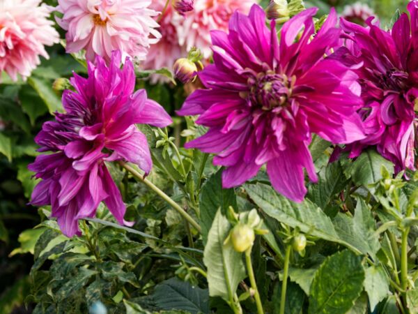 Bad Sülze Dahlienfest