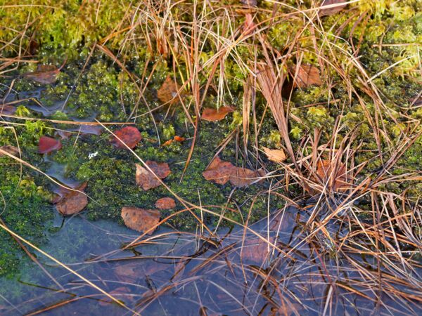 Am Roklanský potok-7.jpg