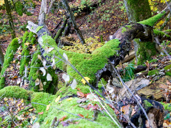 Fantasieblick in der Natur