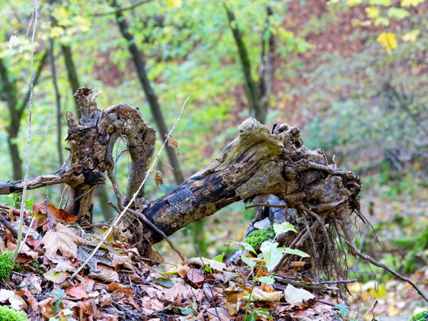 Natur als Baumeister